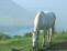 噴煙を背に、静かに草を食む、牛馬の姿は、まさに一幅の絵。
