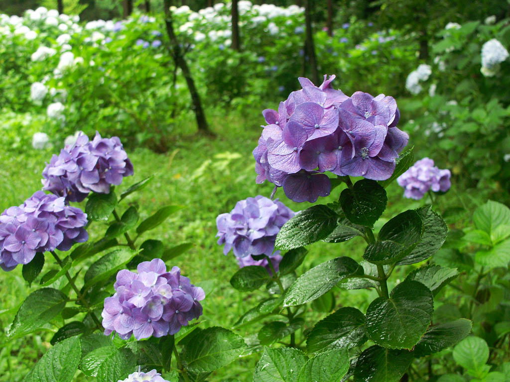 花の壁紙 アジサイ