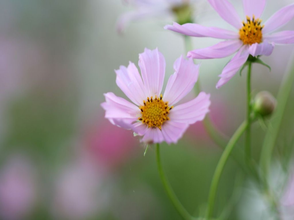 花の壁紙 コスモス