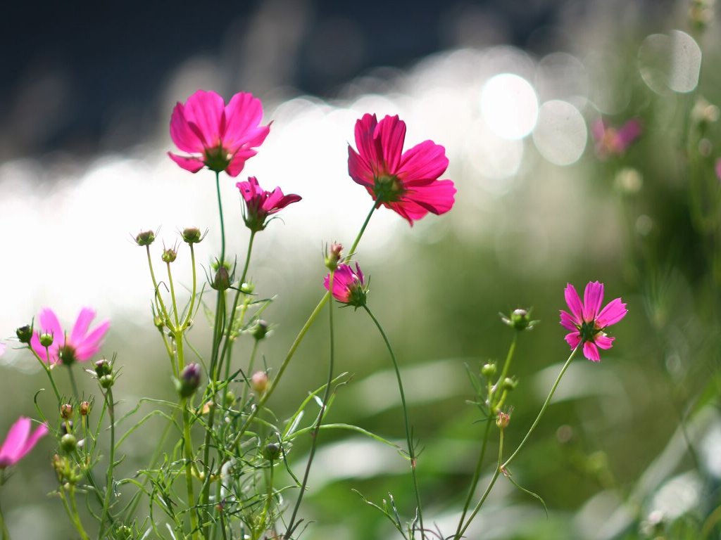 花の壁紙 コスモス