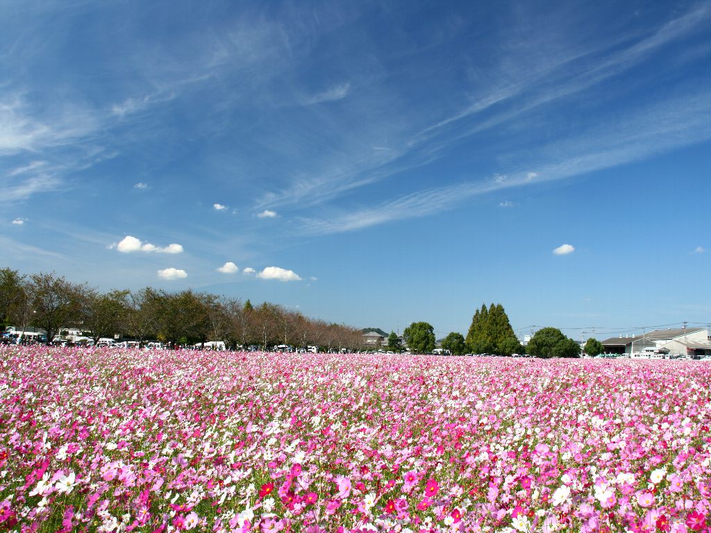 花の壁紙 コスモス