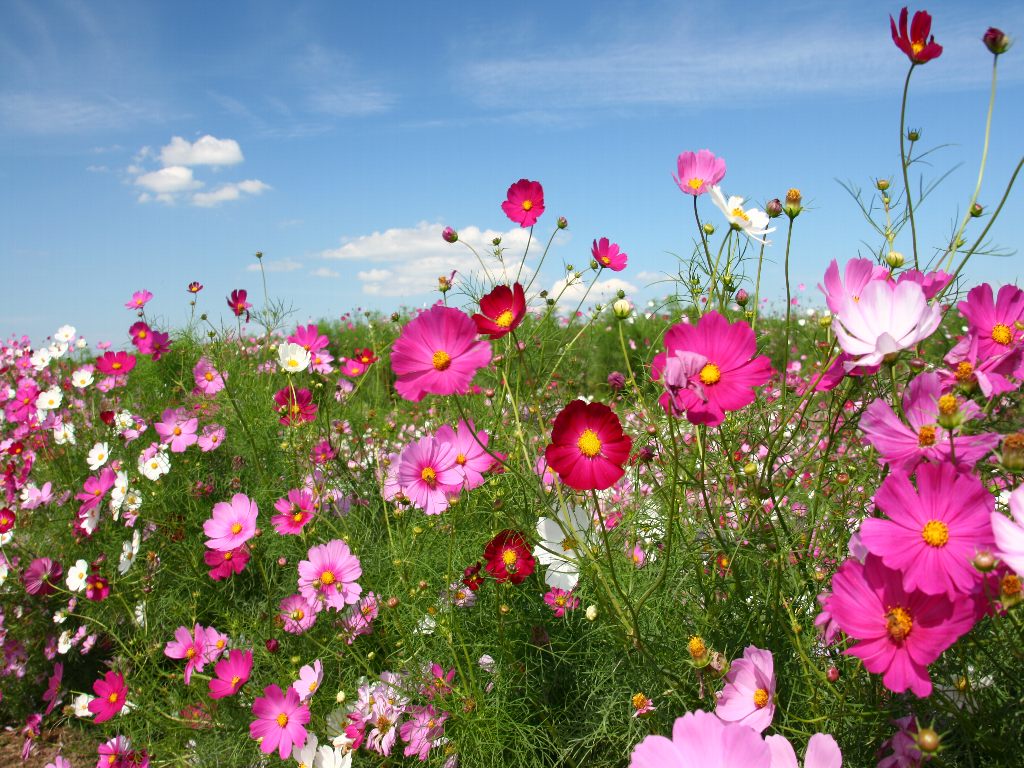 花の壁紙 コスモス