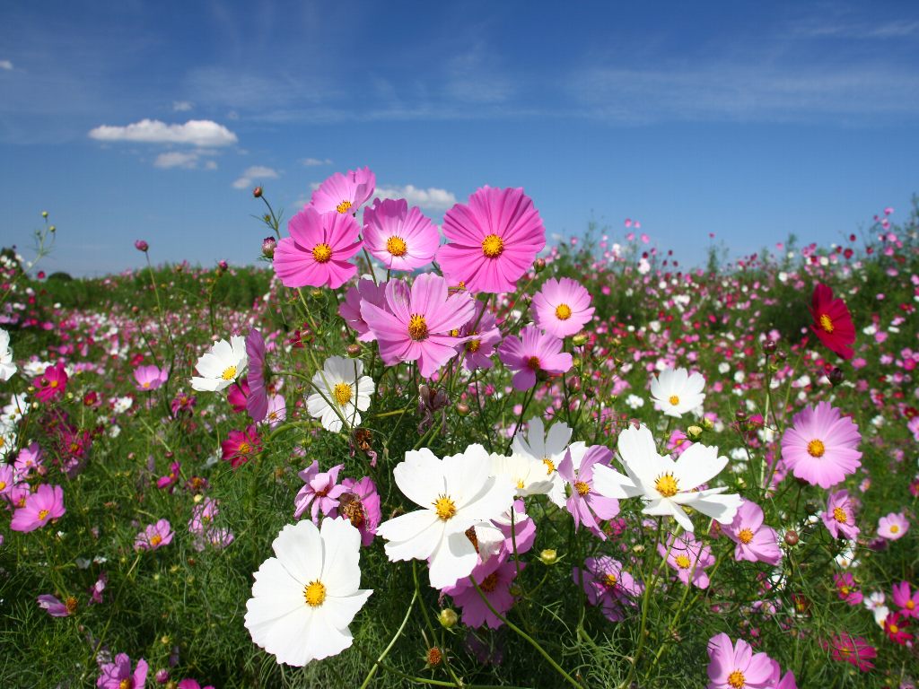 花の壁紙 コスモス