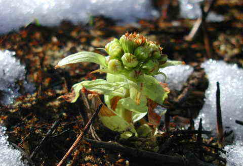 �B�e�n�@�k�O�֎R�@��Ă�����P�O��