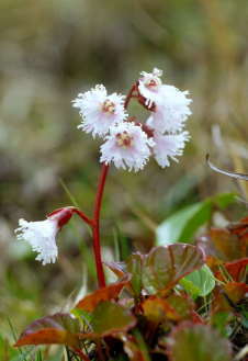 �B�e�n�@�����x�R�[