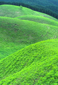 �B�e�n�@�Y�R��