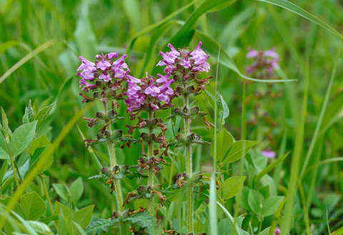 �B�e�n�@�o�R���g�c������  ��B�������蕪�z