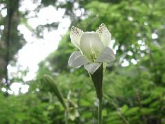 Original Size: 500 x 375, 46KB