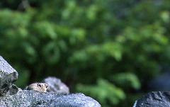 Original Size: 480 x 303, 22KB