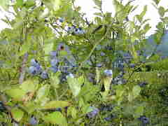 Original Size: 640 x 480, 49KB