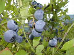 Original Size: 640 x 480, 43KB