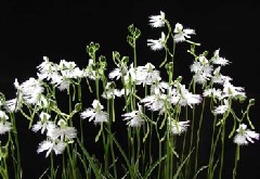 Original Size: 350 x 242, 47KB