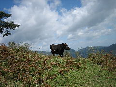 Original Size: 600 x 450, 63KB